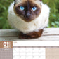 Siamese Cats Calendar 2025