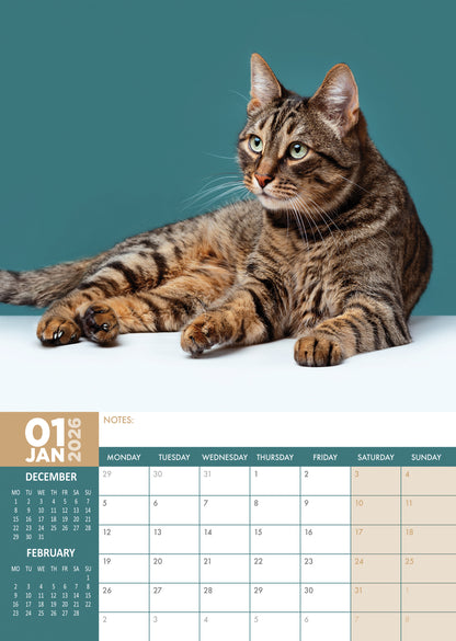 Tabby Cats - A3 Calendar 2026