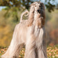 Afghan Hound Calendar 2025