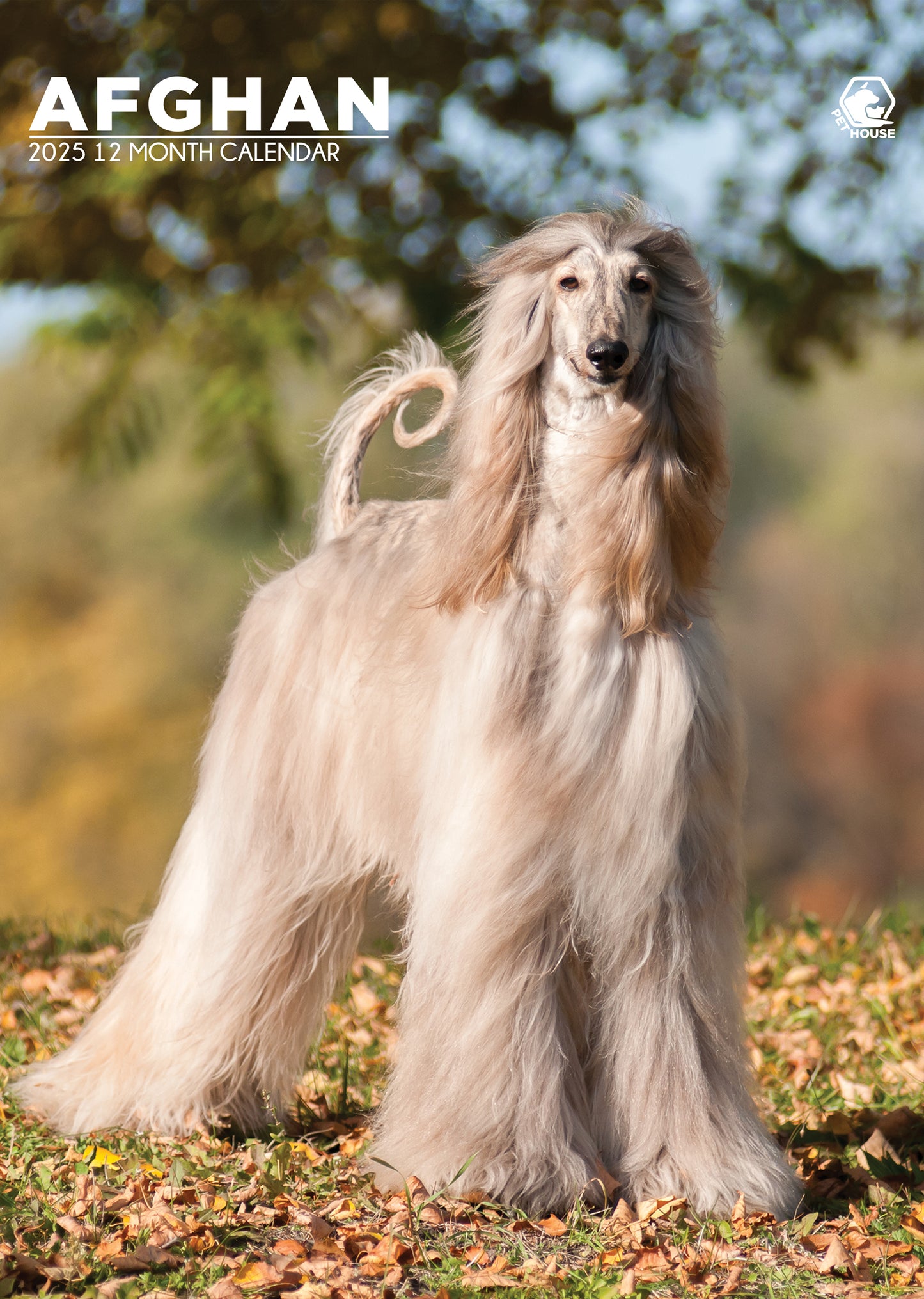 Afghan Hound Calendar 2025