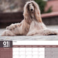 Afghan Hound Calendar 2025