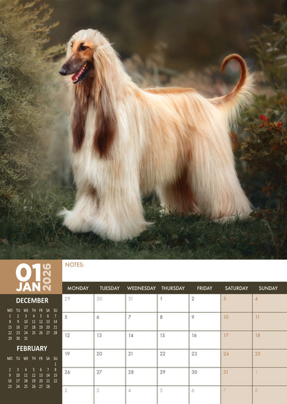 Afghan Hound - A3 Calendar 2026