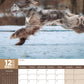 Afghan Hound Calendar 2025