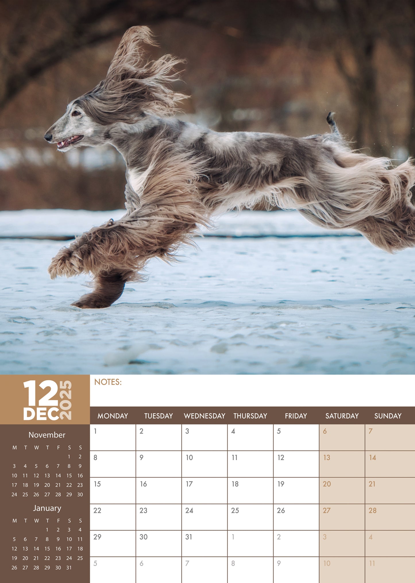 Afghan Hound Calendar 2025