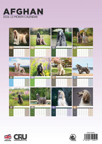 Afghan Hound - A3 Calendar 2026