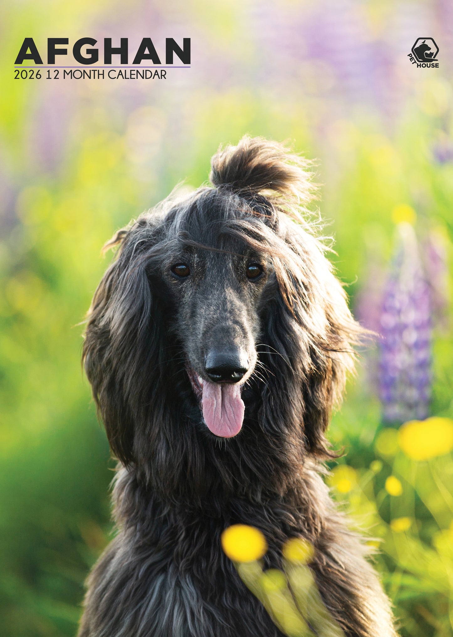 Afghan Hound - A3 Calendar 2026