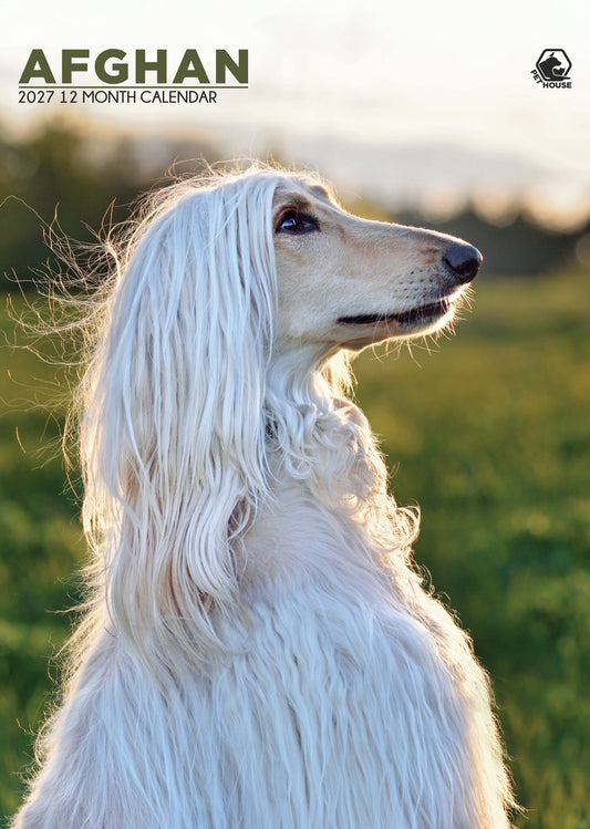 Afghan Hound - A3 Calendar 2027
