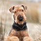 Airedale Terrier Calendar 2025