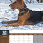 Airedale Terrier Calendar 2025