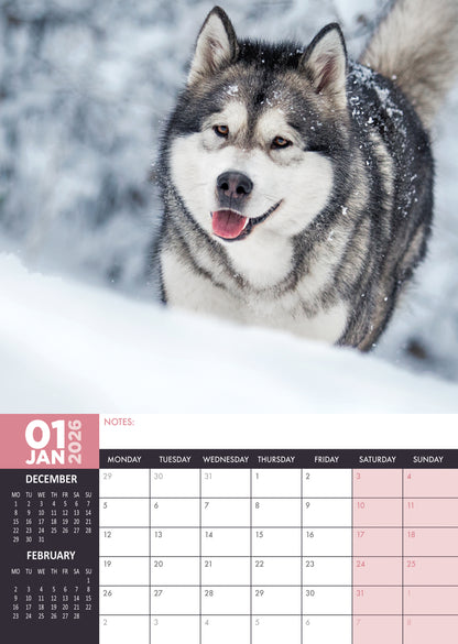 Alaskan Malamute - A3 Calendar 2026