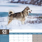 Alaskan Malamute Calendar 2025