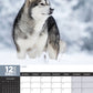 Alaskan Malamute Calendar 2025