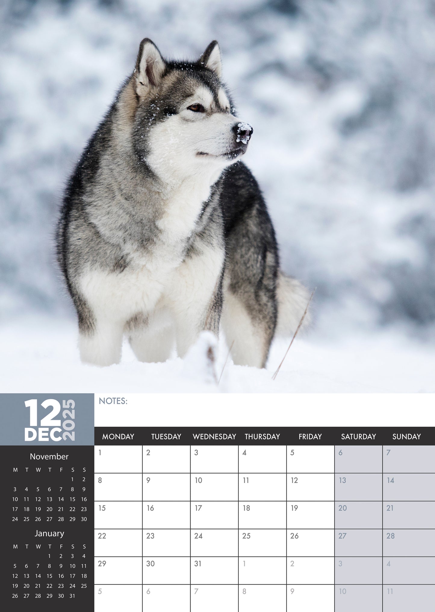 Alaskan Malamute Calendar 2025