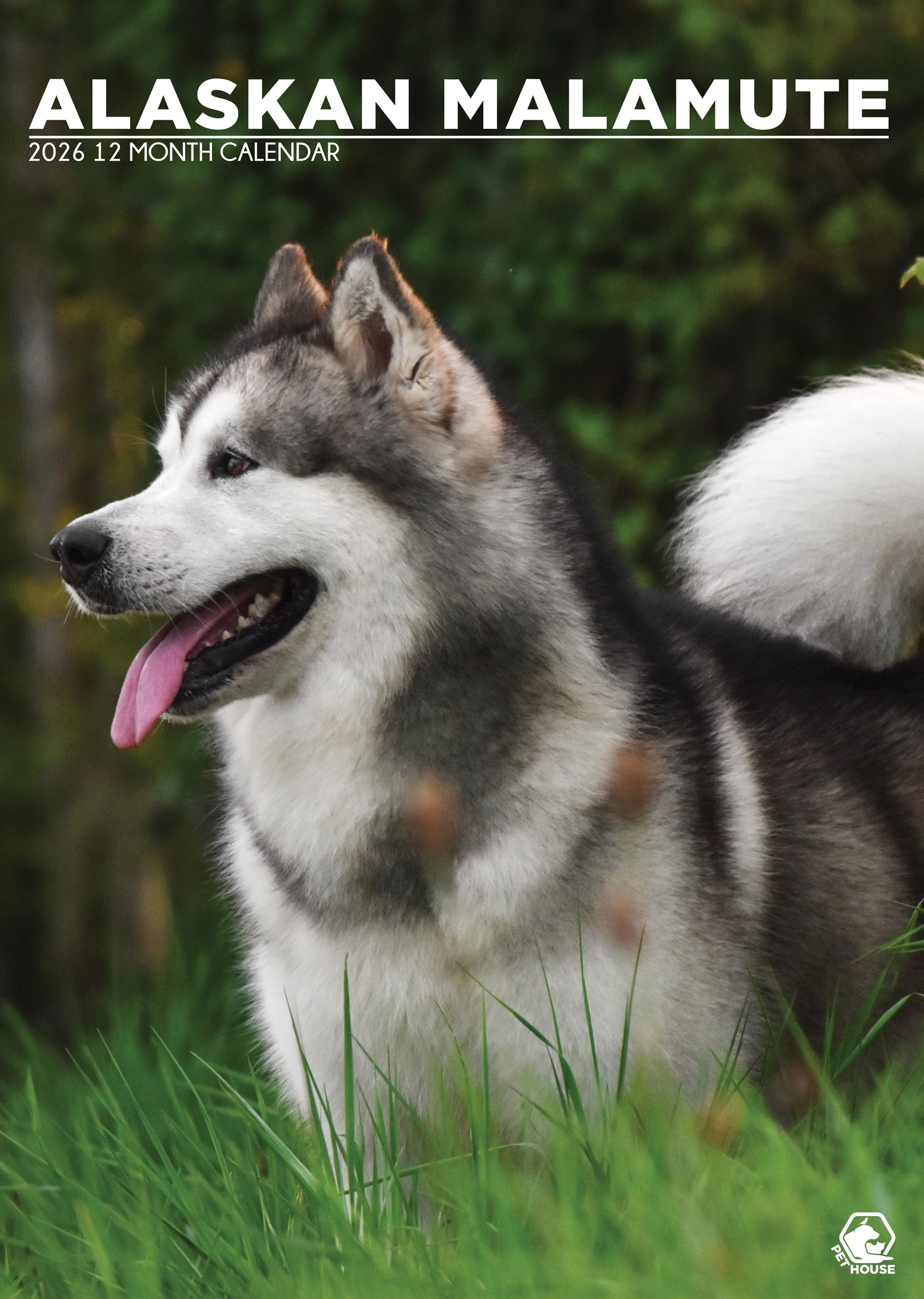Alaskan Malamute A3 Calendar 2026 CalendarsRus