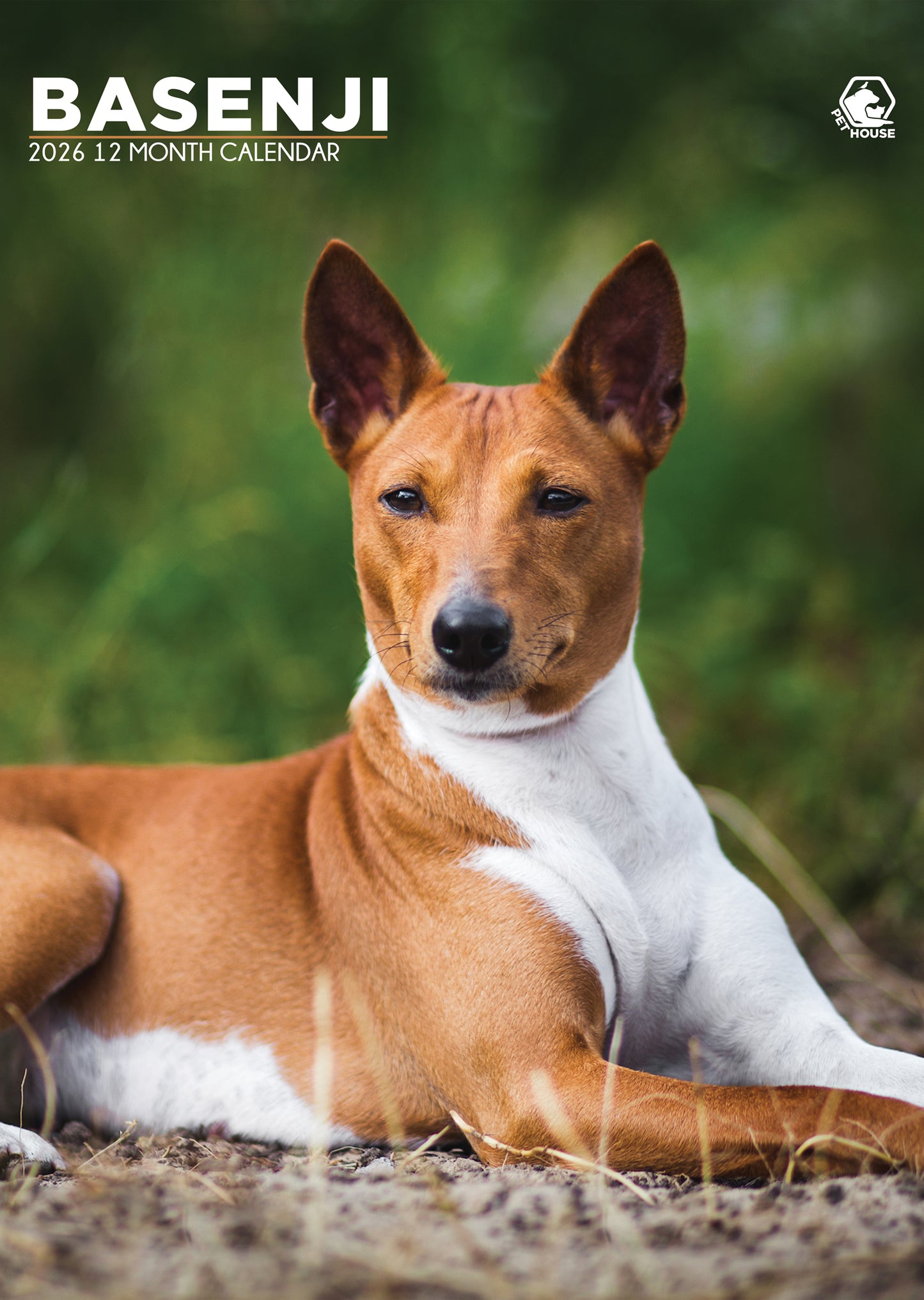 Basenji - A3 Calendar 2026