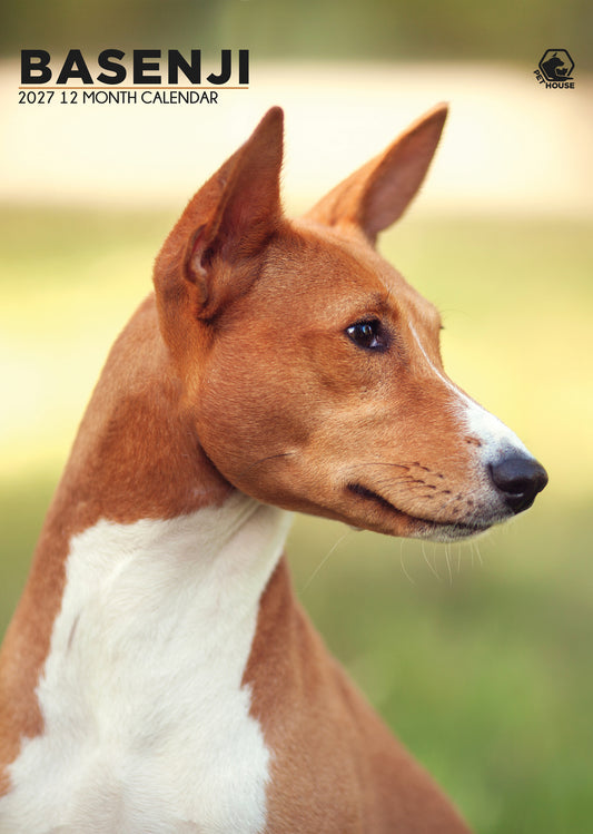 Basenji - A3 Calendar 2027