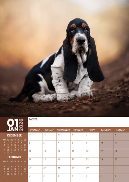 Bassett Hound - A3 Calendar 2026