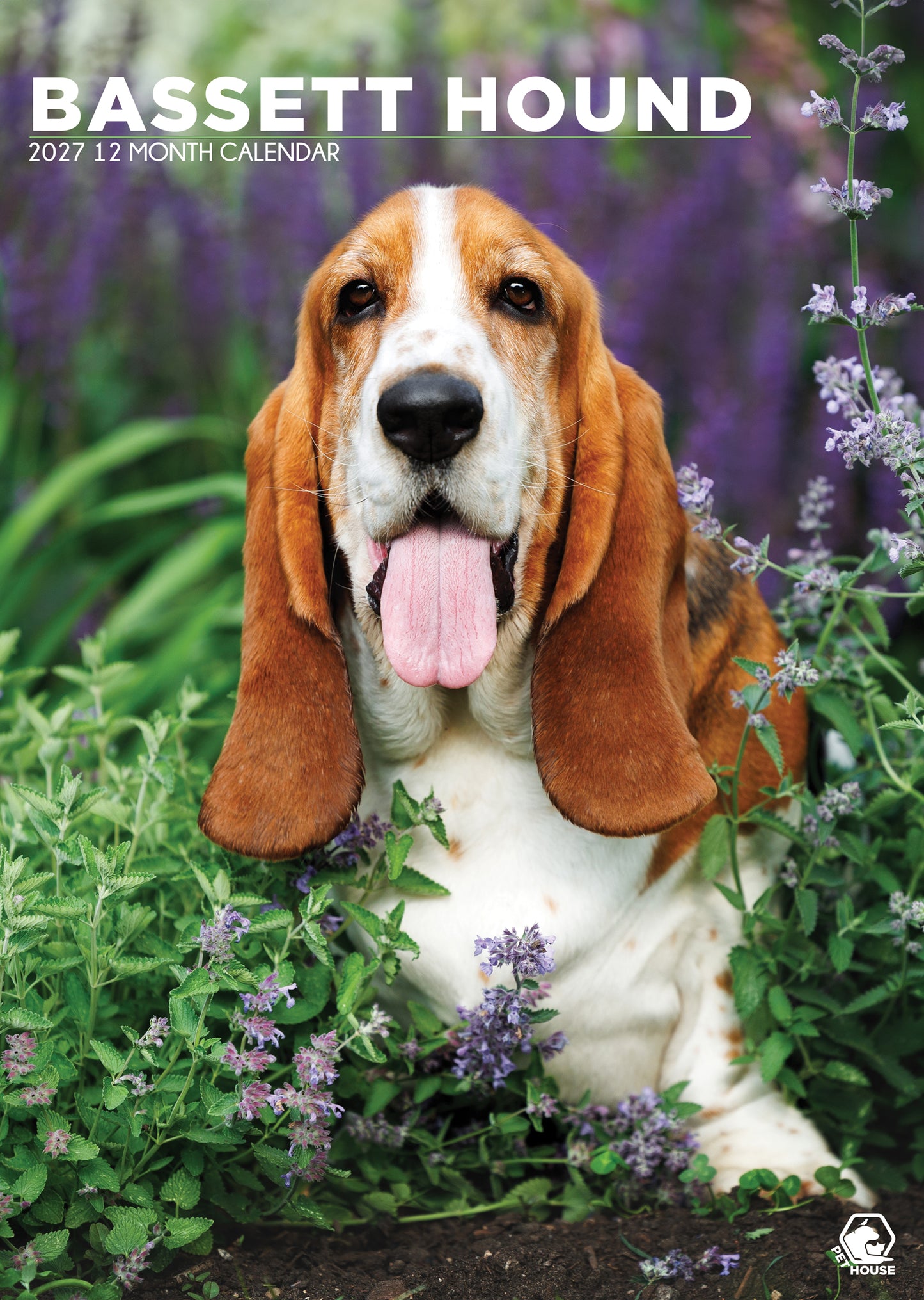 Bassett Hound - A3 Calendar 2027