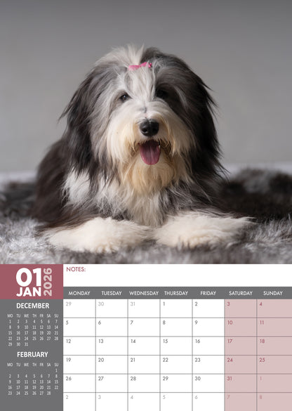 Bearded Collie - A3 Calendar 2026