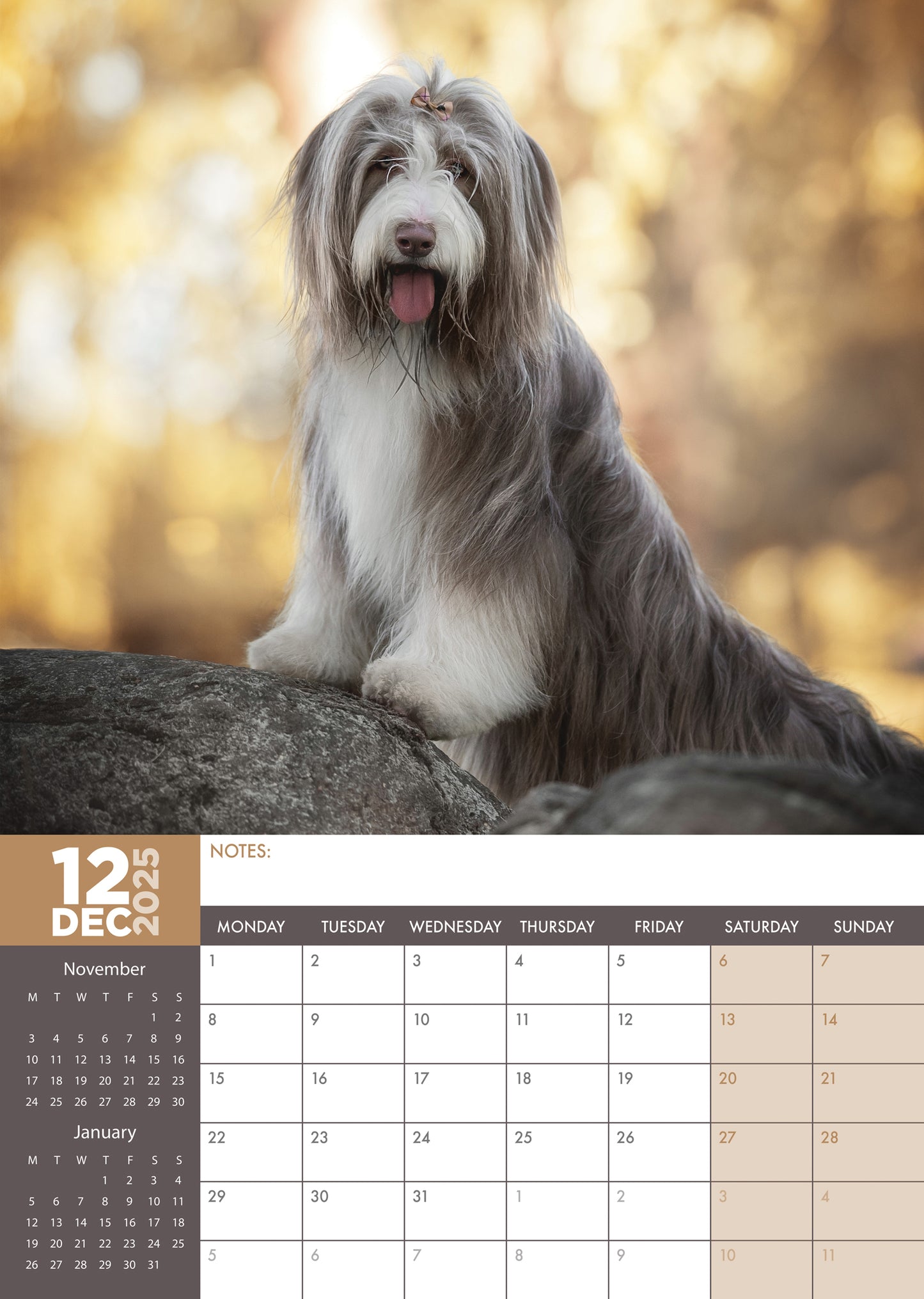 Bearded Collie Calendar 2025