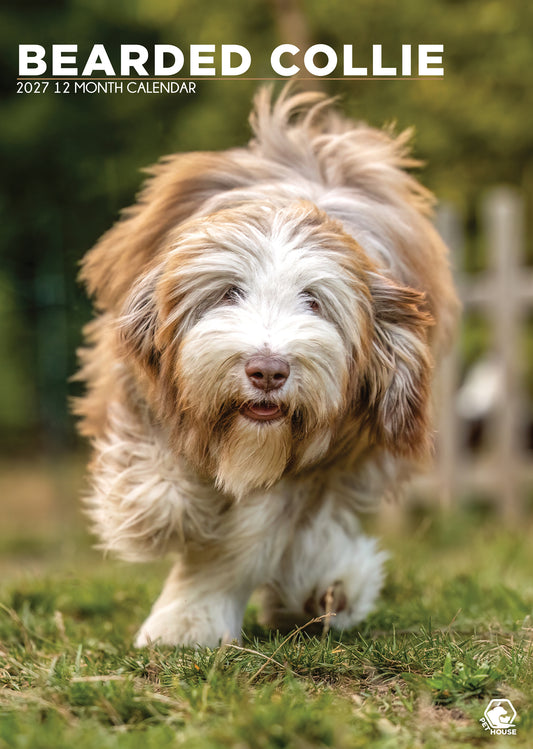 Bearded Collie - A3 Calendar 2027