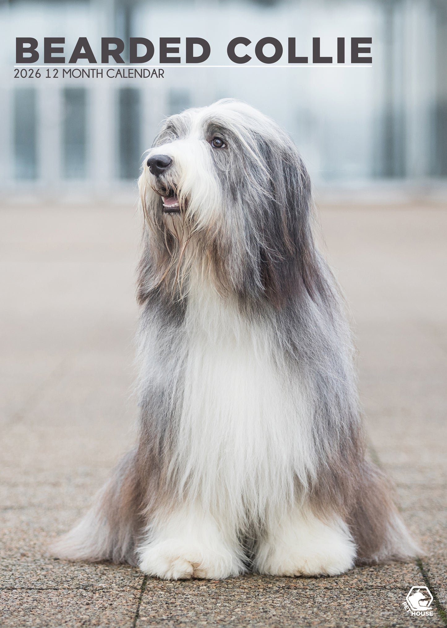 Bearded Collie - A3 Calendar 2026