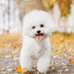 Bichon Frise Calendar 2025