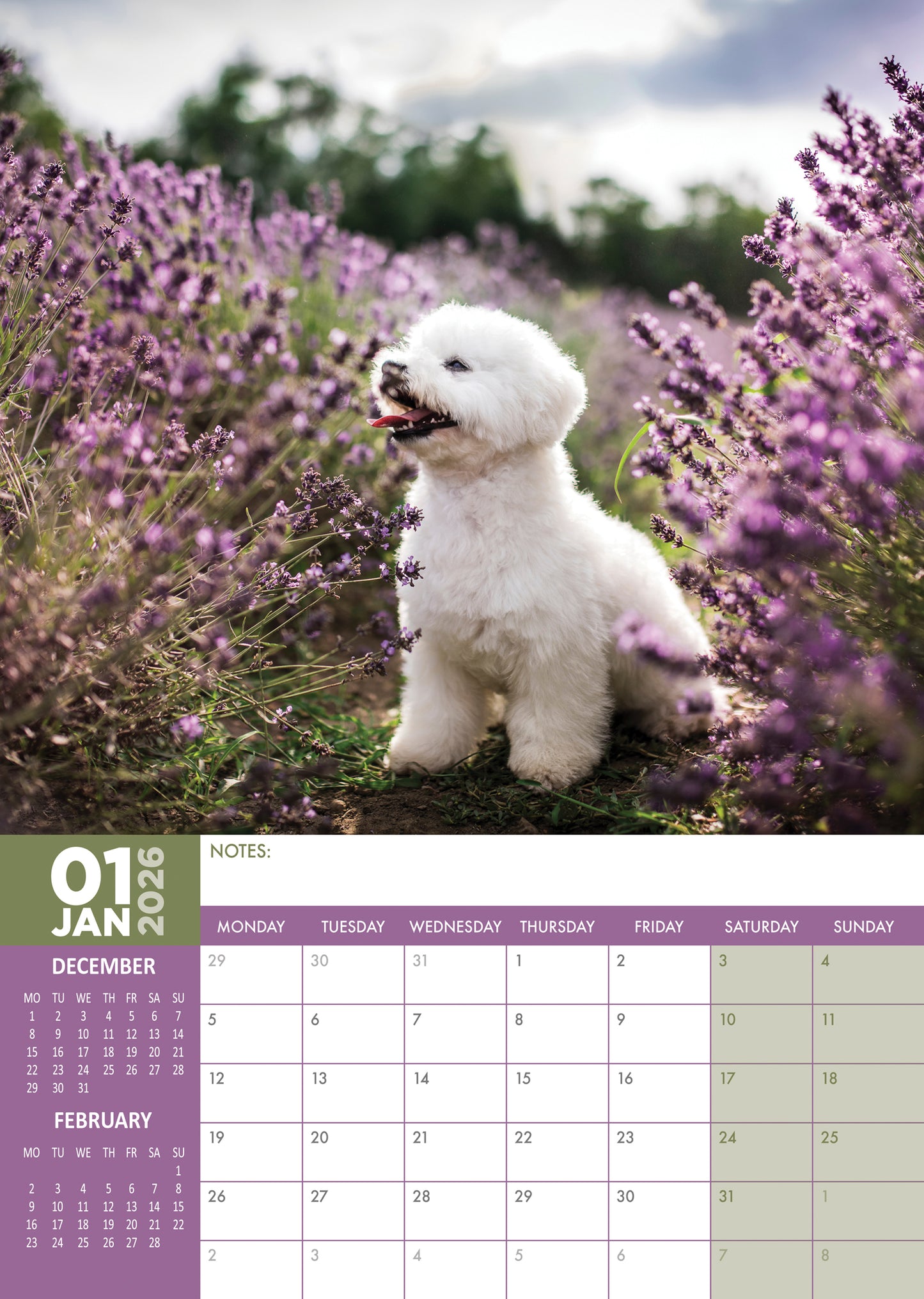Bichon Frise - A3 Calendar 2026