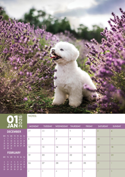 Bichon Frise - A3 Calendar 2026