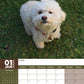 Bichon Frise Calendar 2025