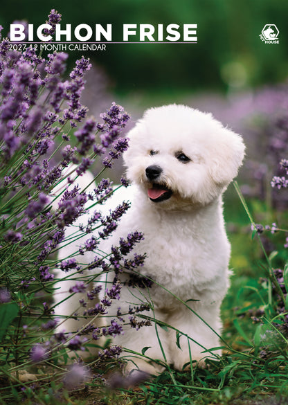 Bichon Frise - A3 Calendar 2027