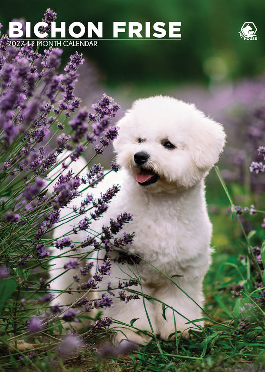 Bichon Frise - A3 Calendar 2027