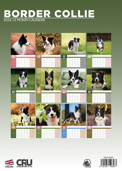Border Collie - A3 Calendar 2026