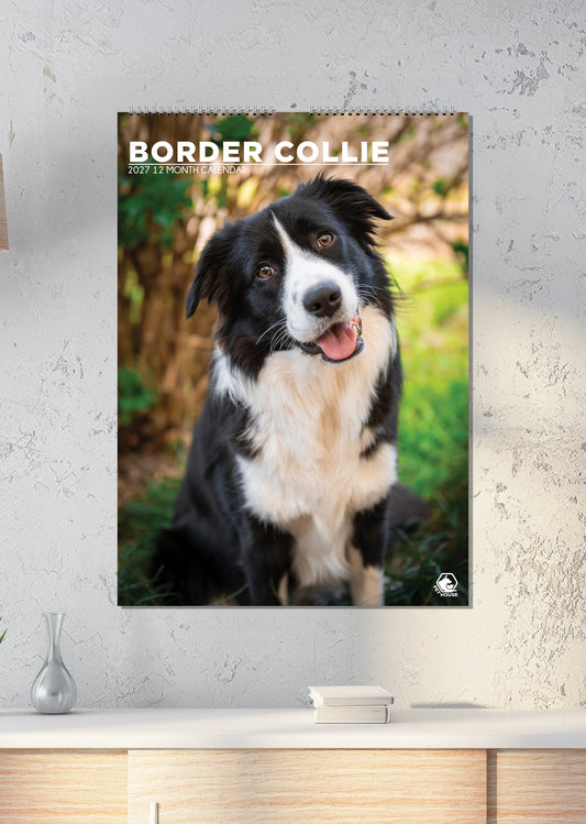 Border Collie - A3 Calendar 2027