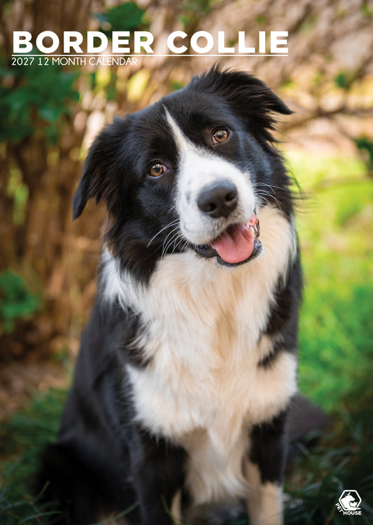 Border Collie - A3 Calendar 2027