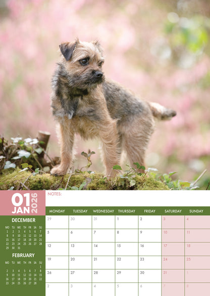 Border Terrier - A3 Calendar 2026