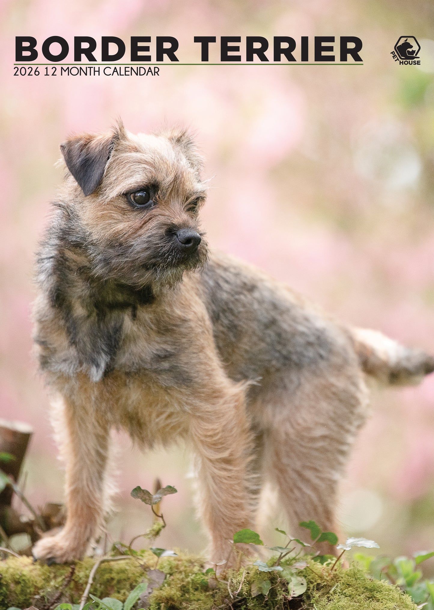 Border Terrier - A3 Calendar 2026