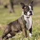 Boston Terrier Calendar 2025