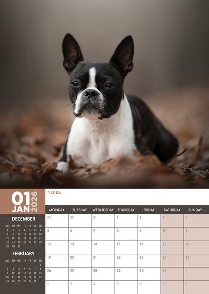 Boston Terrier - A3 Calendar 2026