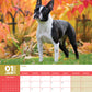 Boston Terrier Calendar 2025