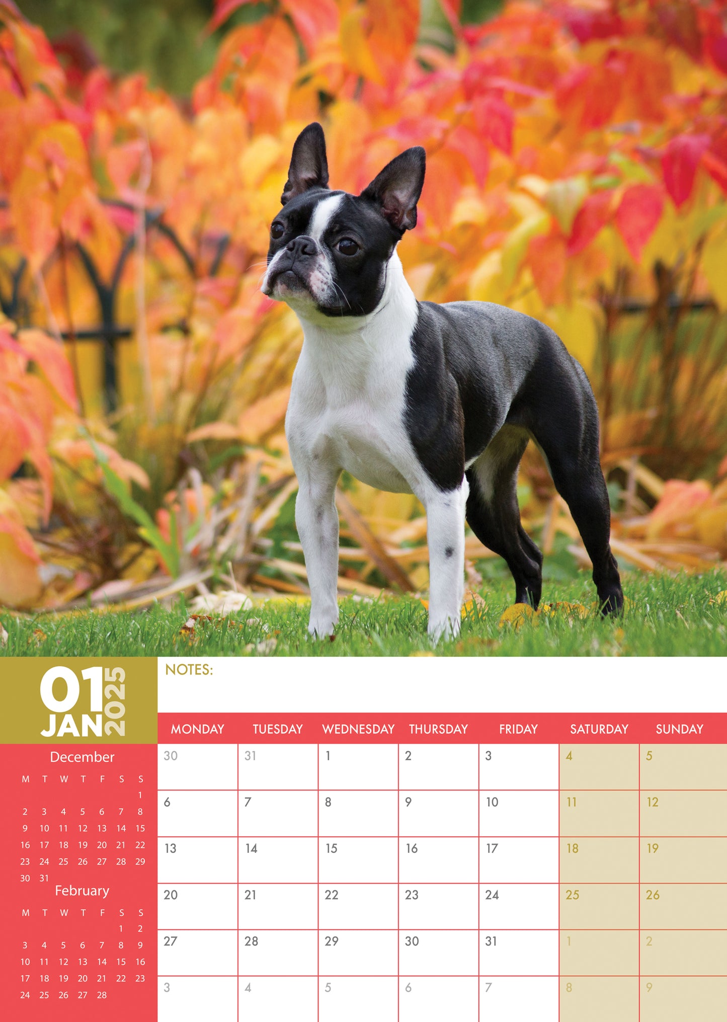 Boston Terrier Calendar 2025