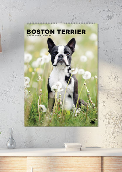 Boston Terrier - A3 Calendar 2027