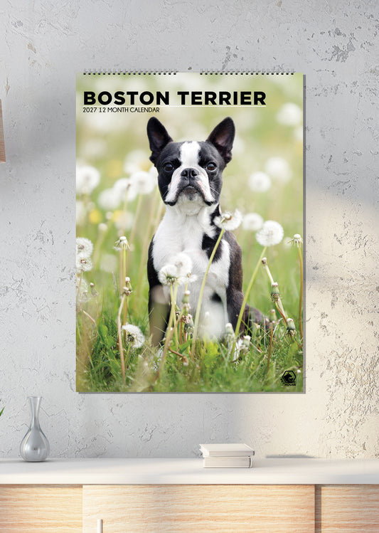 Boston Terrier - A3 Calendar 2027