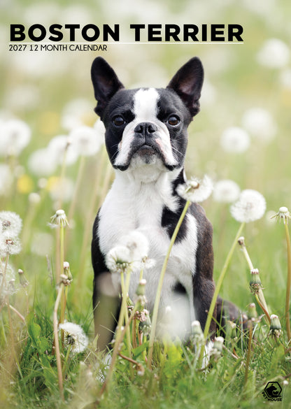 Boston Terrier - A3 Calendar 2027
