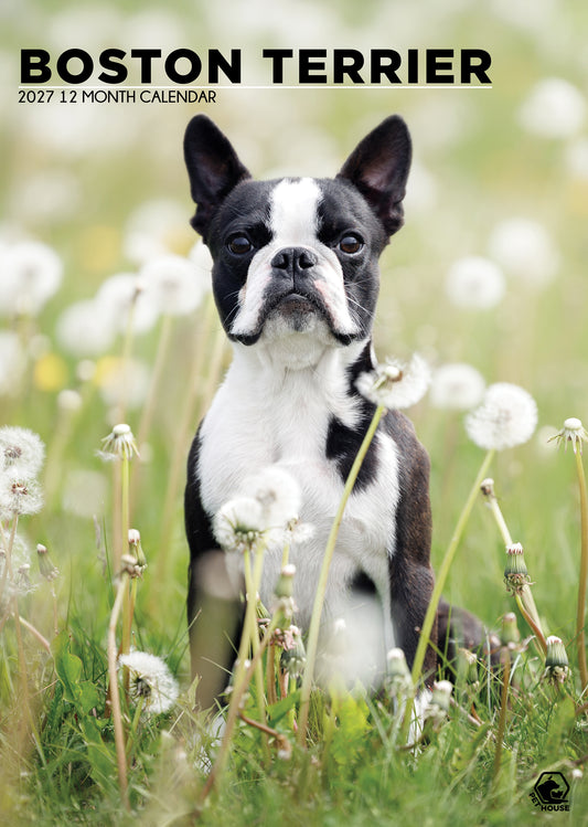 Boston Terrier - A3 Calendar 2027