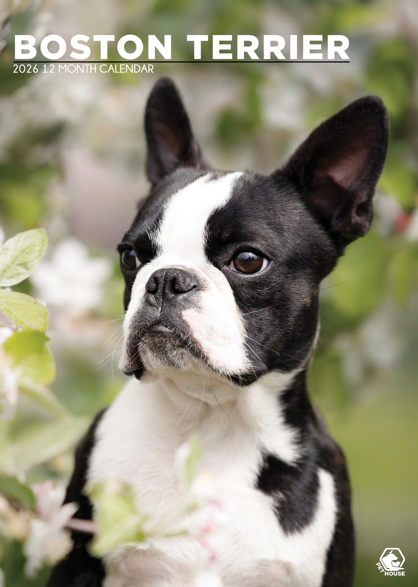 Boston Terrier - A3 Calendar 2026