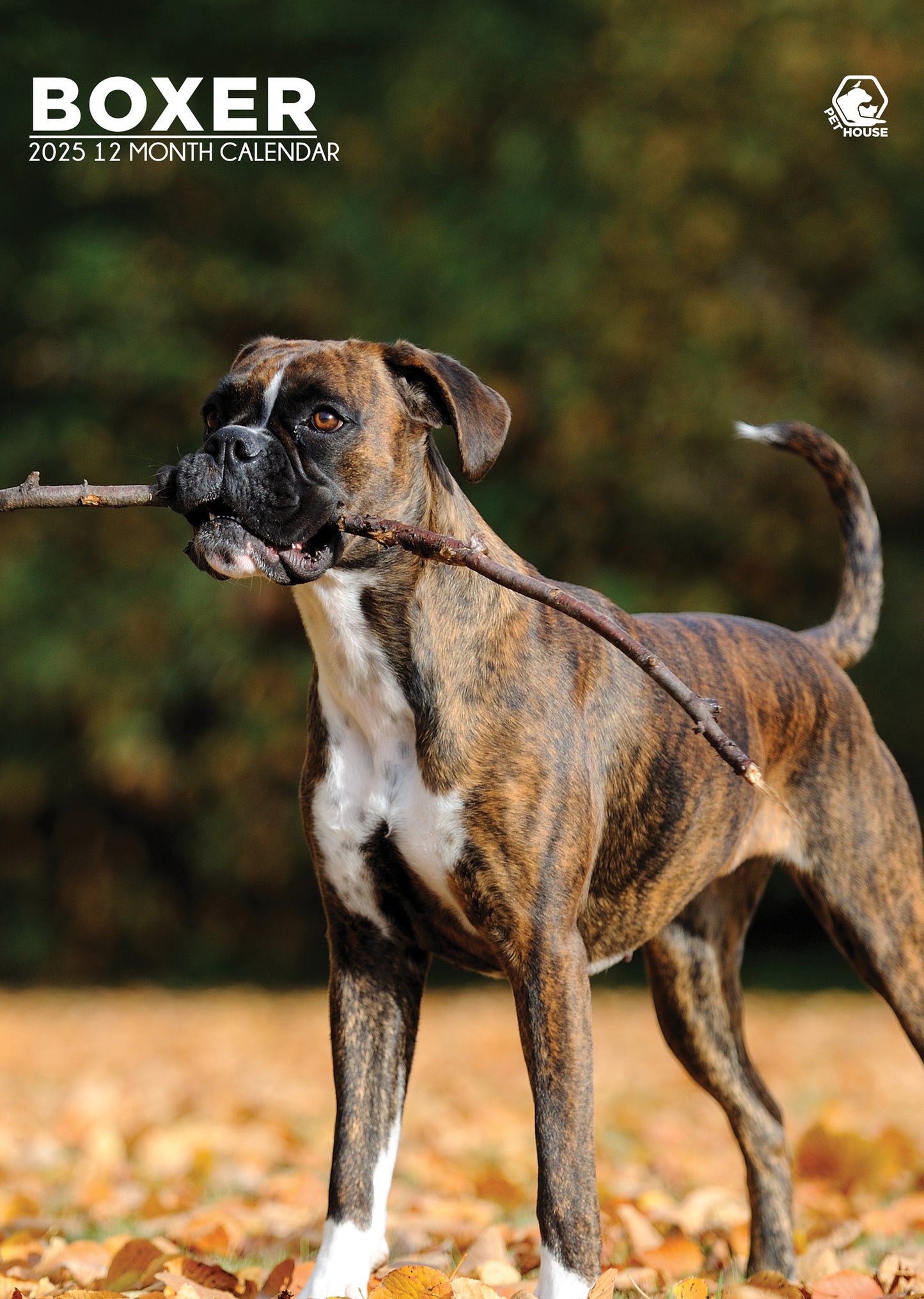 Boxer Dog Calendar 2025 Uk 