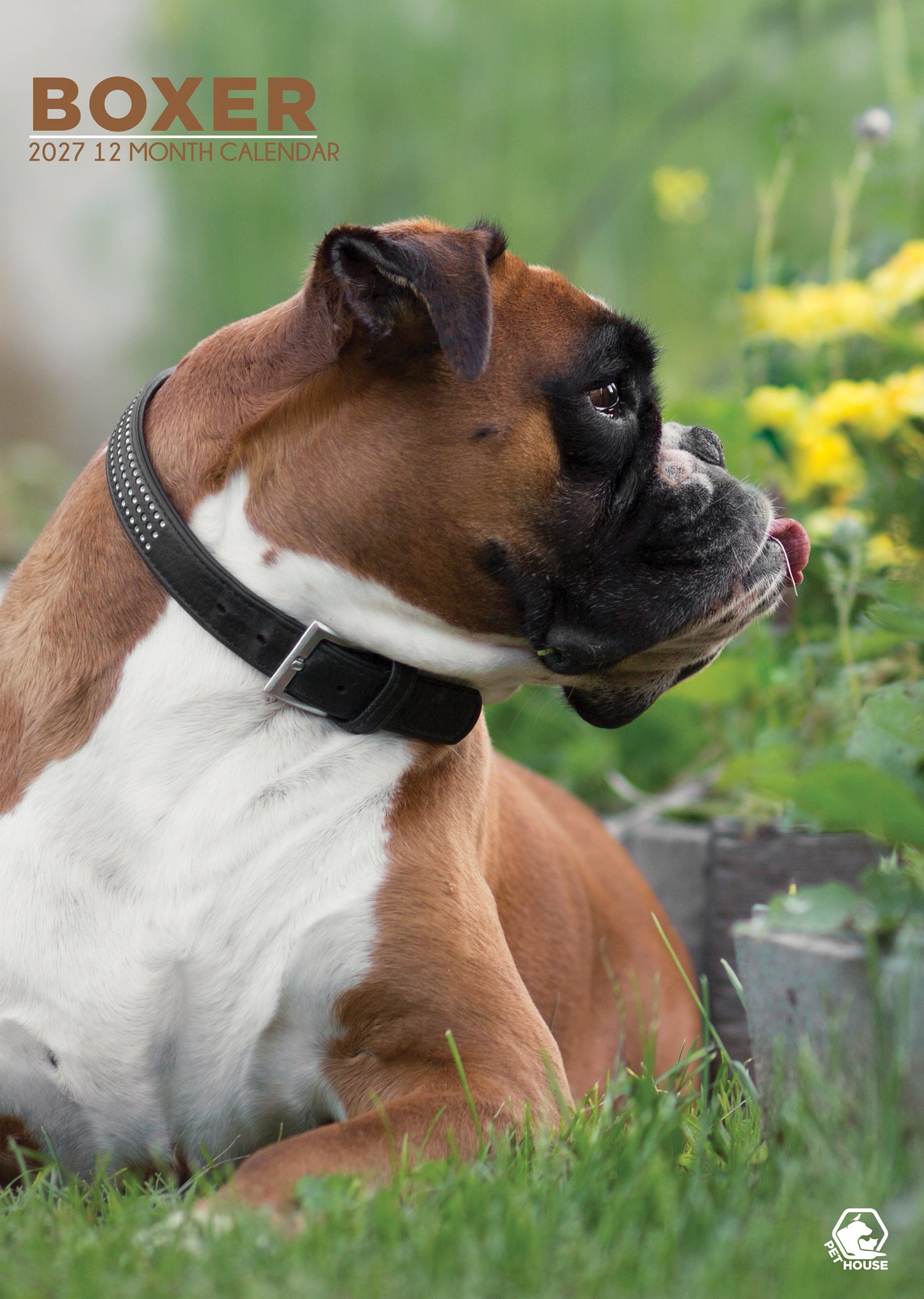 Boxer - A3 Calendar 2027
