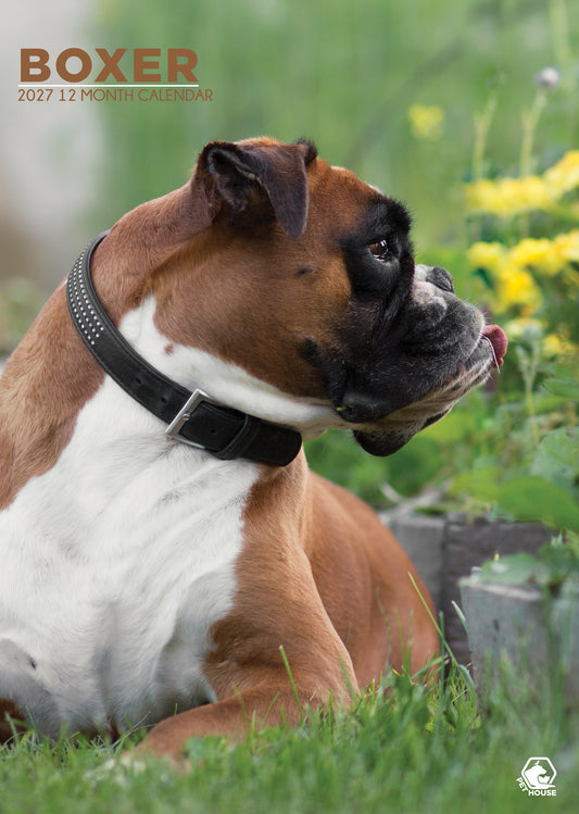 Boxer - A3 Calendar 2027