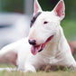 Bull Terrier Calendar 2025